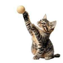 A cat’s paw swatting a small ball.