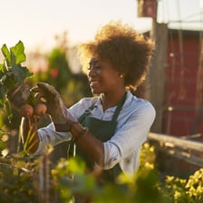 A person tending plants in a backyard garden as a leisure activity.