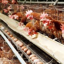 Several hens in a farm setting, including one near eggs