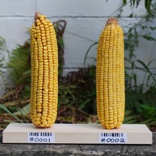 Rows of corn representing a genetically modified crop