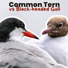 Terns and gulls shown as similar-looking seabirds.
