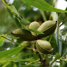 A pecan tree branch with pecans, representing Texas’s state tree.