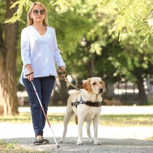 A guide dog assisting a visually impaired person
