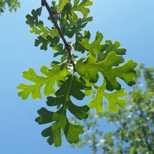 A California valley oak, also known as Quercus lobata or roble.