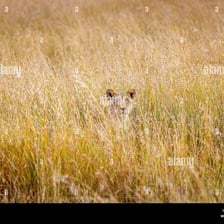 A predator moving quietly through grass while approaching prey.