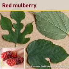 Mulberry and hackberry trees shown as woody plants.