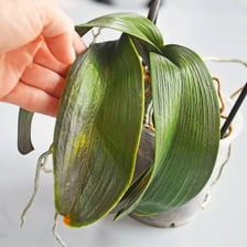 A dry, shrunken, wrinkled leaf
