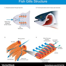 An educational close-up showing the gills of a fish.