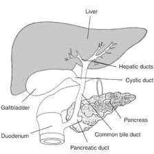 An anatomical illustration showing the liver, gallbladder, and bile duct.
