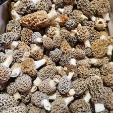 Several honeycombed morel mushrooms