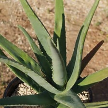 A group of aloe plants with thick, fleshy leaves.