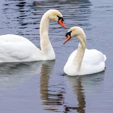 A swan floating on a lake