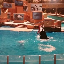 An orca performing at a marine theme park.