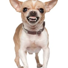 An angry dog snarling with its teeth visible.