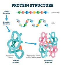An educational illustration showing amino acids as protein building blocks