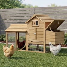 Hens gathered around a small wooden chicken coop.
