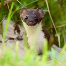 A weasel moving stealthily through grass.
