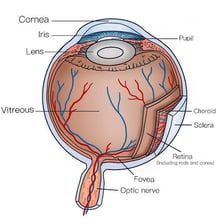 An anatomical diagram of an eye with the retina identified