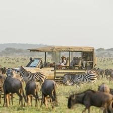 A herd of wildebeest, also known as gnus, on an African grassland.