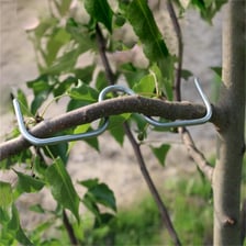 A flexible branch bending without breaking