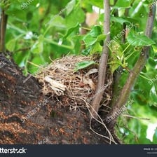 A bird’s nest resting among the branches of a tree.