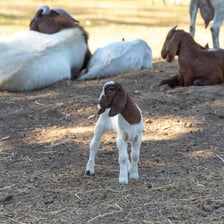 A young goat standing in a grassy pasture.