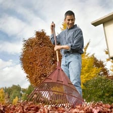 A person using a rake to gather fallen autumn leaves into a pile
