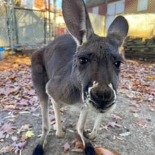 A female kangaroo standing in a grassy habitat.