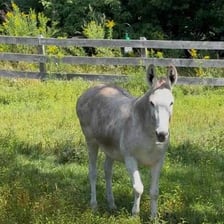 A donkey standing in a grassy pasture