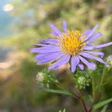 A purple aster flower in bloom.