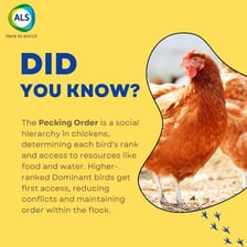 Chickens gathered around feed, illustrating a flock’s social hierarchy.