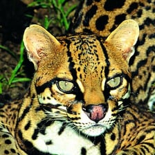 An ocelot with a spotted coat in a rainforest setting.