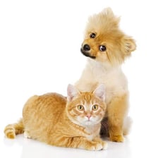 A dog and cat representing common domestic pets