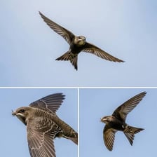 Bird flying high above the ground