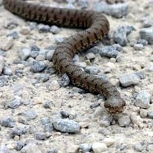A viper identified as an Egyptian asp