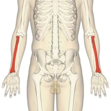 An anatomy illustration showing the radius bone in the forearm.