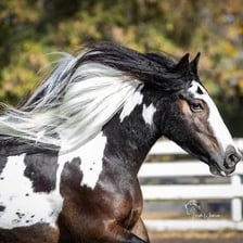 A mustang horse showing its long mane