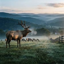 An elk standing in a forest