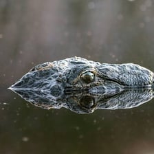 A crocodile partly submerged in water