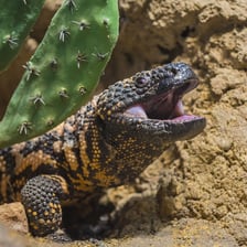 A Gila monster, a large beaded lizard.