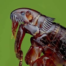Fleas shown in a close-up scientific view