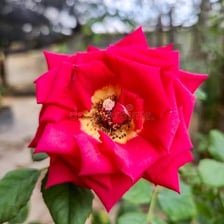 A flower opening as its petals unfold.