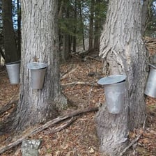 A maple tree with a collection bucket attached for sap