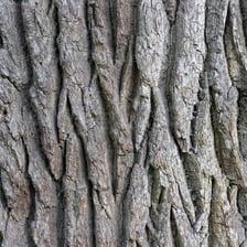 A close-up view of rough bark on an oak tree