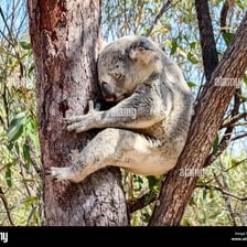 A koala sleeping on a eucalyptus tree branch
