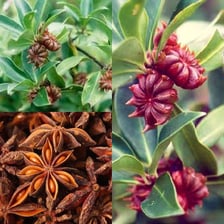 Anise plant and anise seeds with a licorice-like flavor