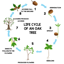 An educational sequence showing an acorn developing into an oak tree.