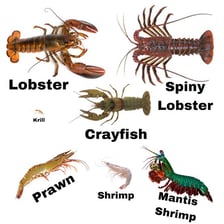 Shrimp and crayfish shown as related crustaceans.