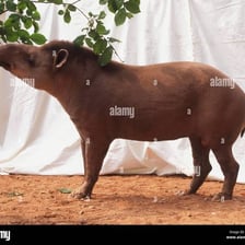 A tapir feeding on vegetation.