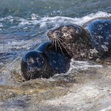 A harbor seal resting on a rocky shore
